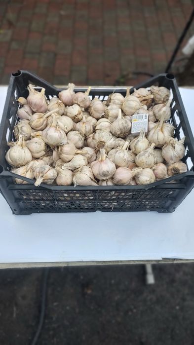 Продам домашній часник