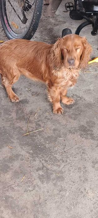 Собака спаниель  рыжого цвета