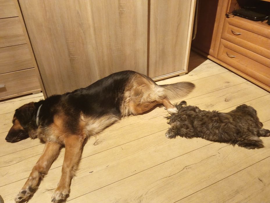 Oddam w dobre ręcè