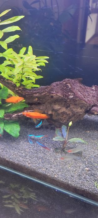 Peixe Espada Macho