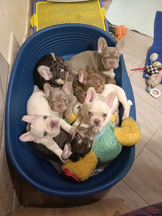 Хто хоче цуценя французький бульдог