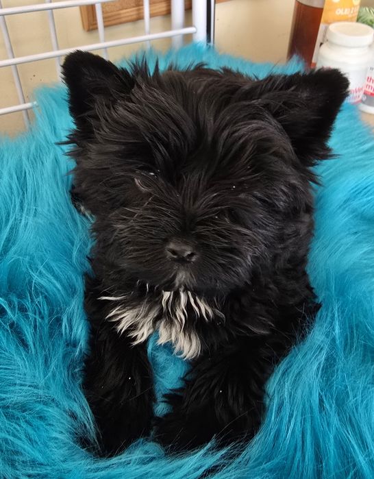 Yorshire terrier piesek