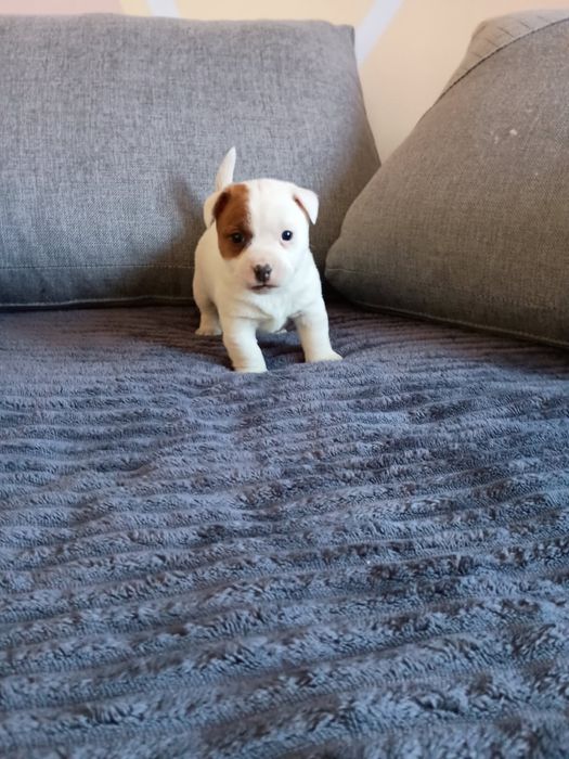 Jack russell terrier szczeniak