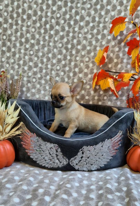 Przepiękny chlopczyk chihuahua krótkowłosy