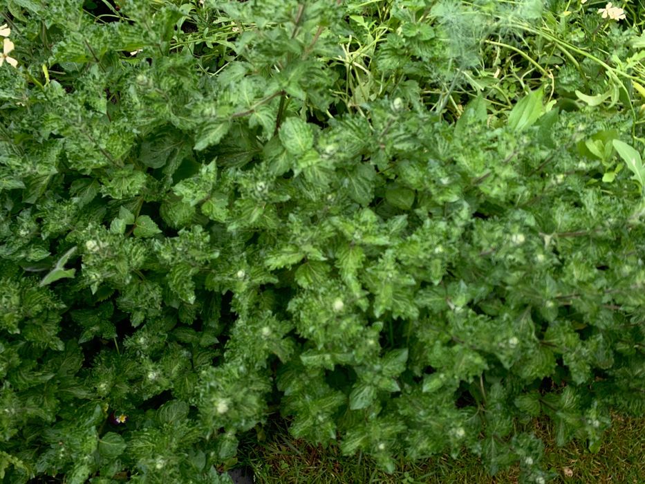 Suszona ekologiczna mięta pieprzowa całe rośliny nie pokruszone 2025r.