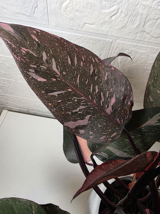 Philodendron Pink Princess Galaxy (Marble)
