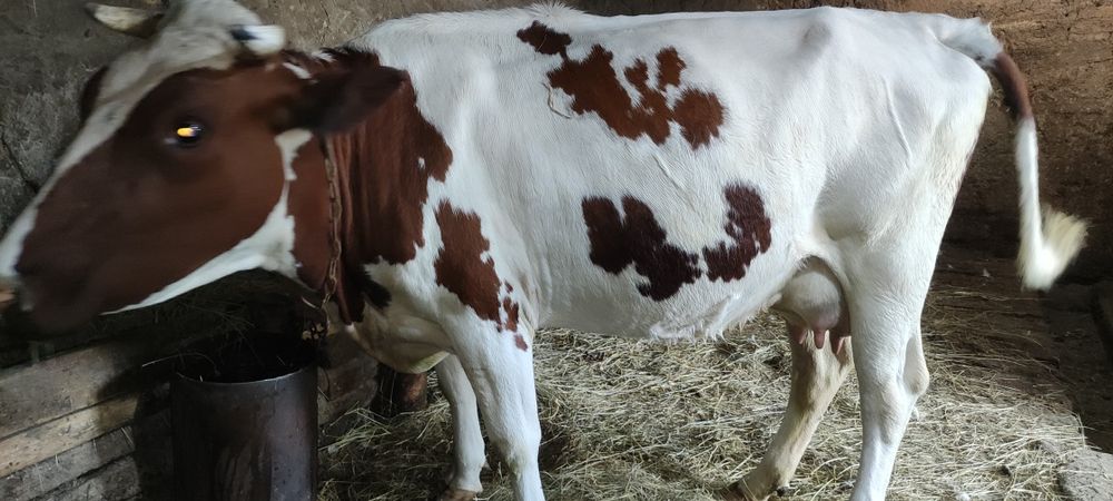 Продам айширку на хозяйство