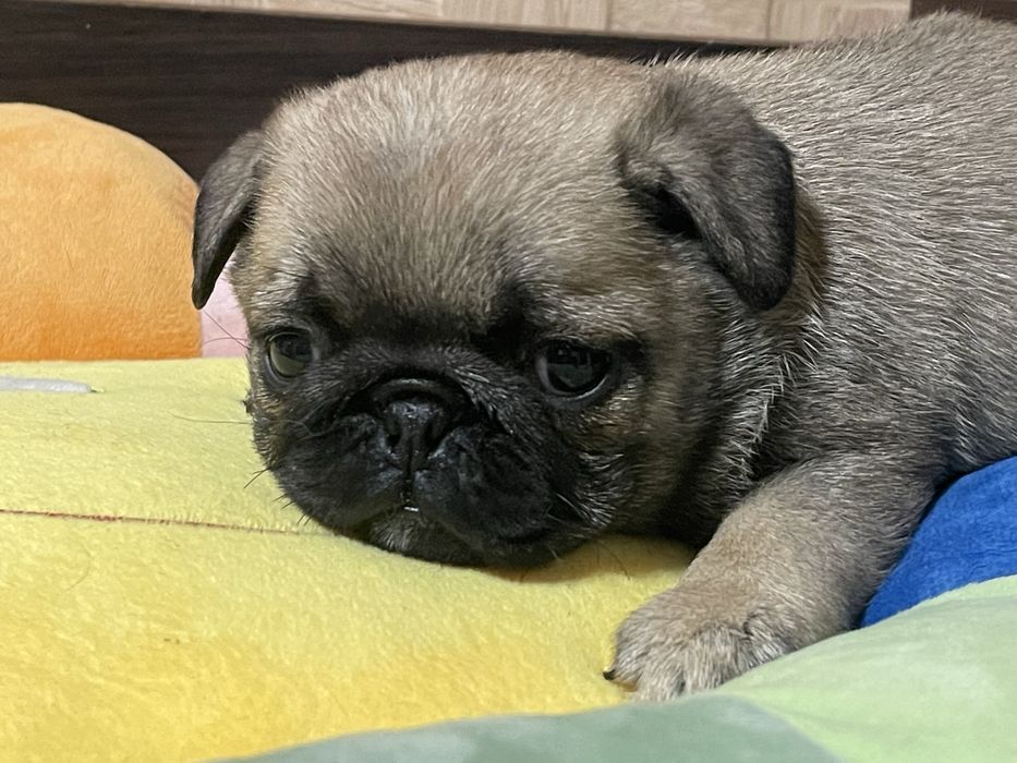 Мопс цуценята хлопчики і дівчатка КСУ Голден Пак