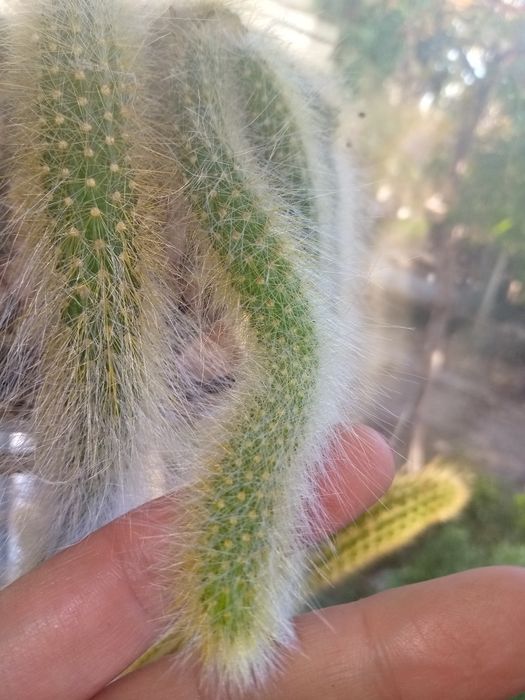 Кактуси в асортименті