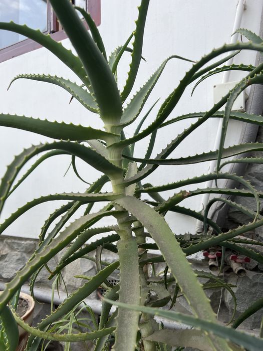 Алоє деревоподібне