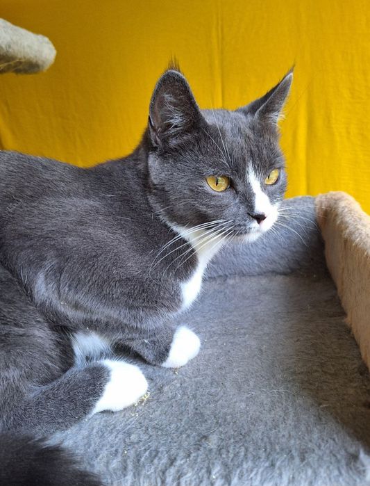 Стерилизованная пепельная кошка (1год) ищет дом! Отдам в хорошие руки!