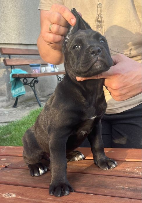 Cane Corso pies chłopak
