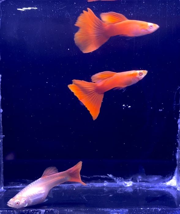 Gupiki Full Red Albino