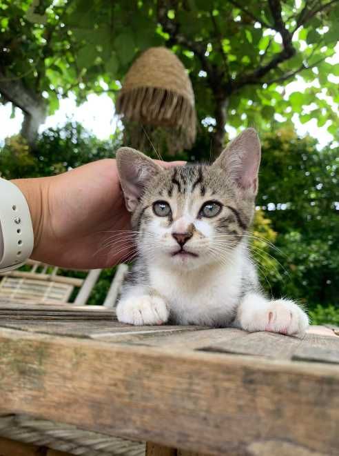 gatinho macho desparasitado adoção