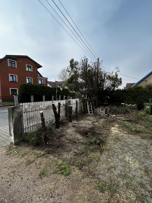 Tania wycinka drzew przycinanie frezowanie korzeni Wertykulacja wywóz