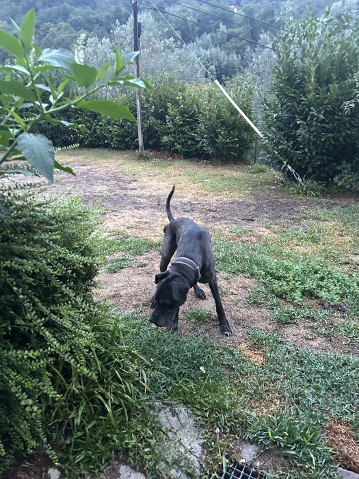 Dog alemao para dar