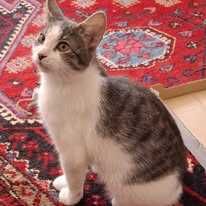 Cztery młode ok. 6 miesięczne (3 kotki i 1 koteczka )