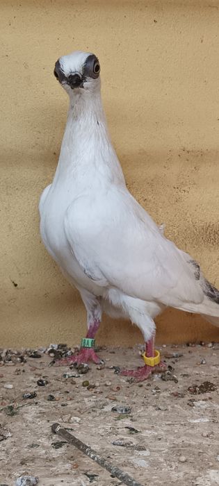 Samniec szek z 25 na białym ogonie.