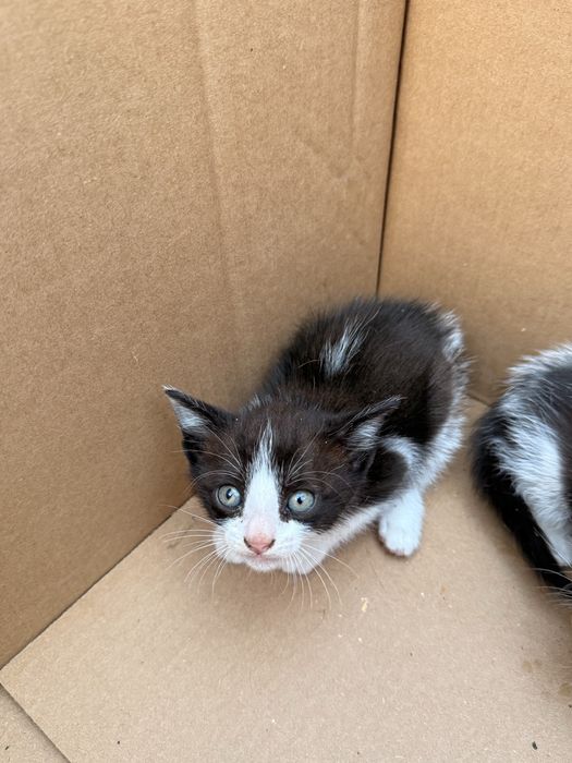 Gatos para adoção Viana do Castelo