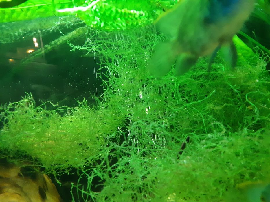 Mech do akwarium PORCja 0,5L