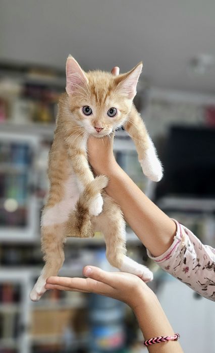 Двух кольоровий хлопчип