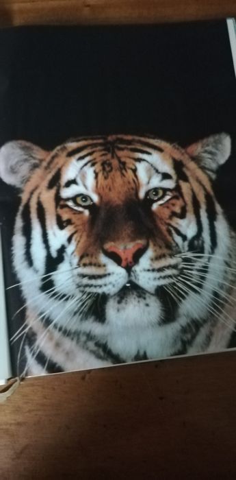 Book: Animals