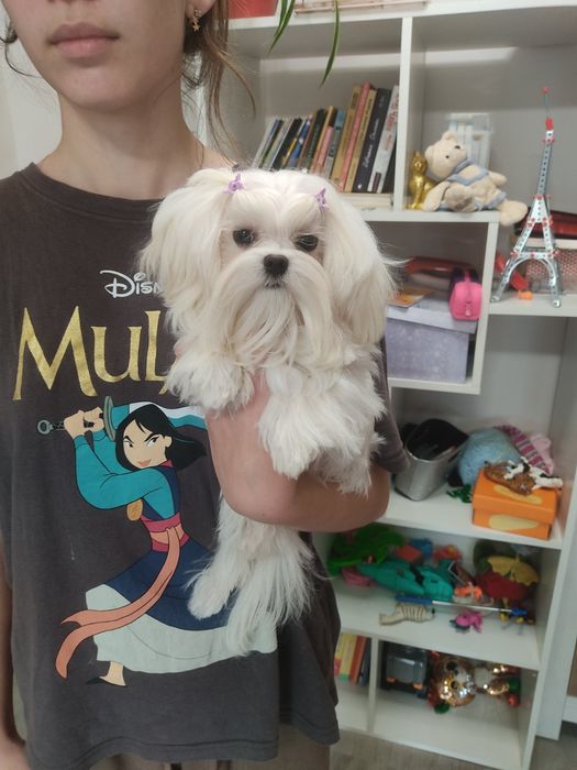 Справжня Міні міні Мальтезе КСУ