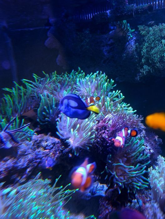 Akwarium morskie koralowiec Cribrinopsis crassa