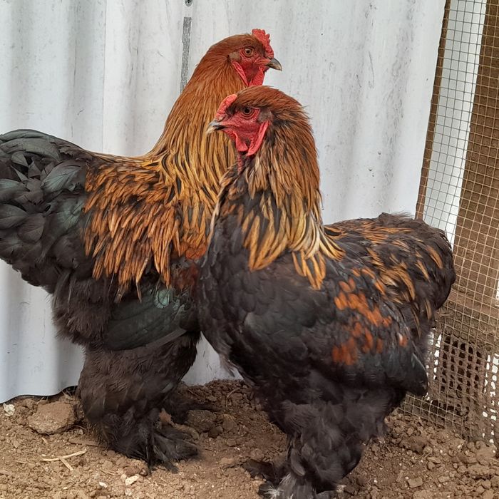 Galos raça Brahama