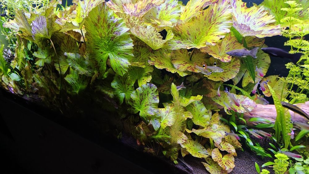 Lotos, rośliny akwariowe, piękne z własnej hodowli