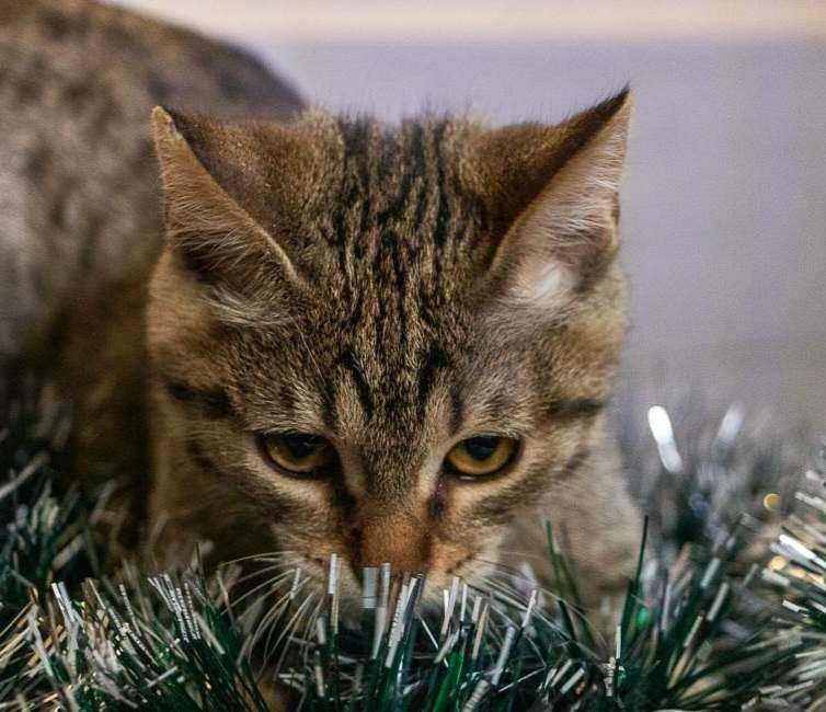 Кошеня, хлопчик, смуужечка на смуужечці