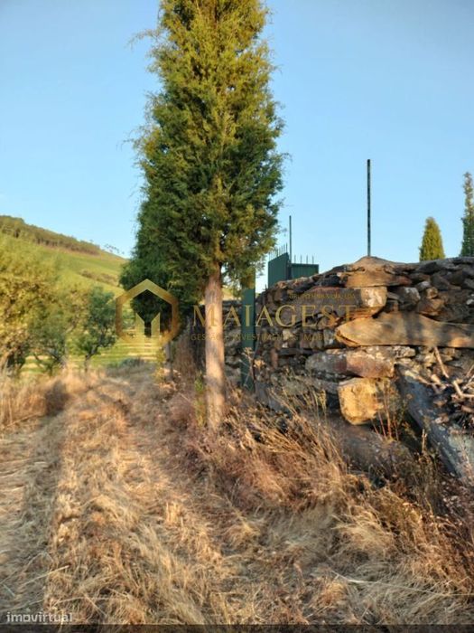 Terreno Agrícola para produção de Vinho
