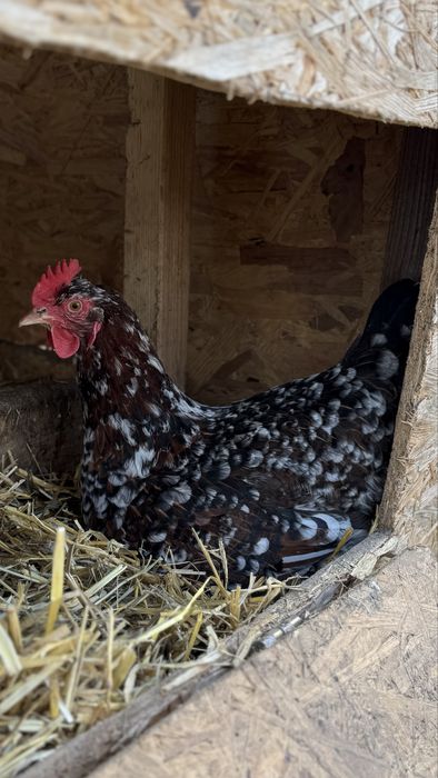 Kolorowe jaja lęgowe i konsumpcyjne od stada mix niosek, kurczaki, koguty