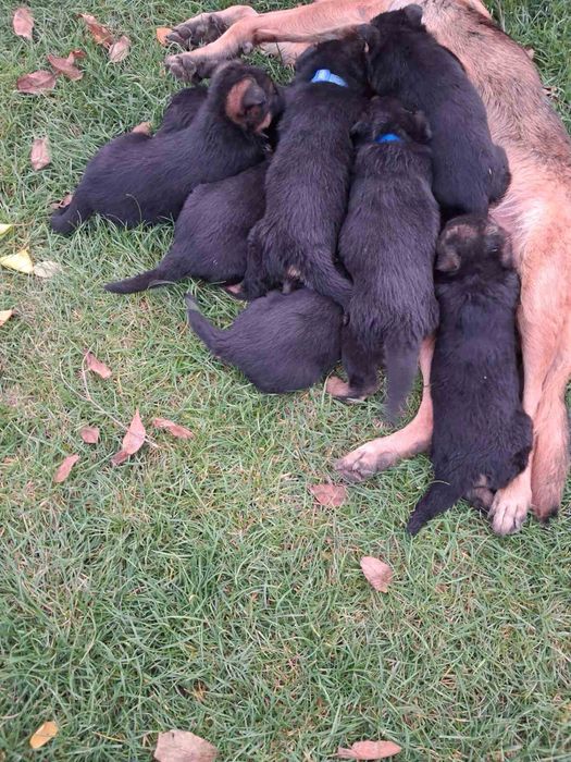 Щенята німецької вівчарки