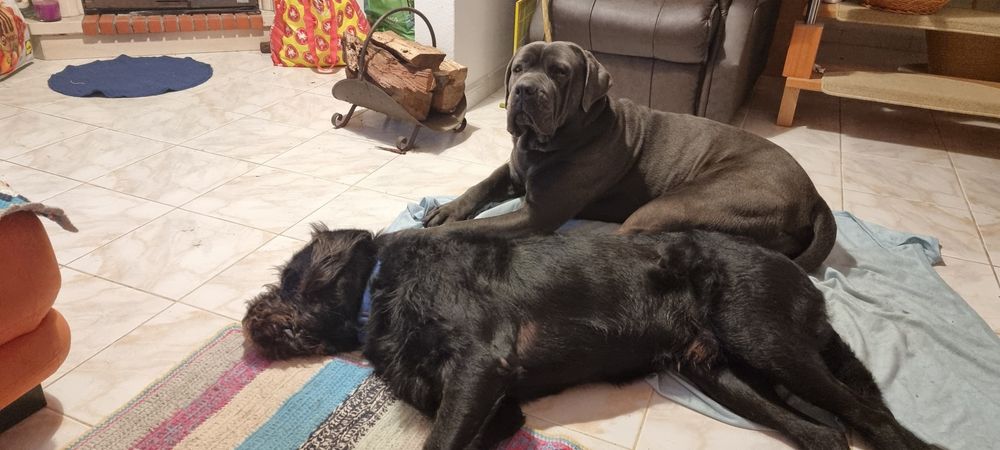 Cão  para doação.