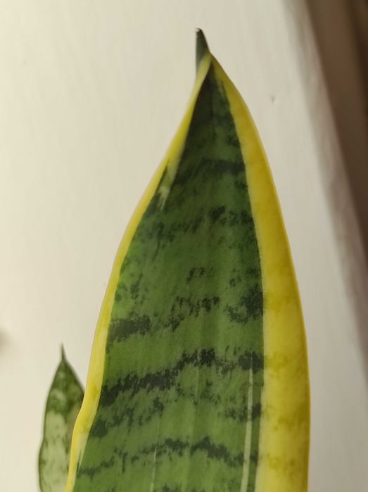 Сансевієрія Laurentii (Лауренті) -кімнатна рослина,вазон