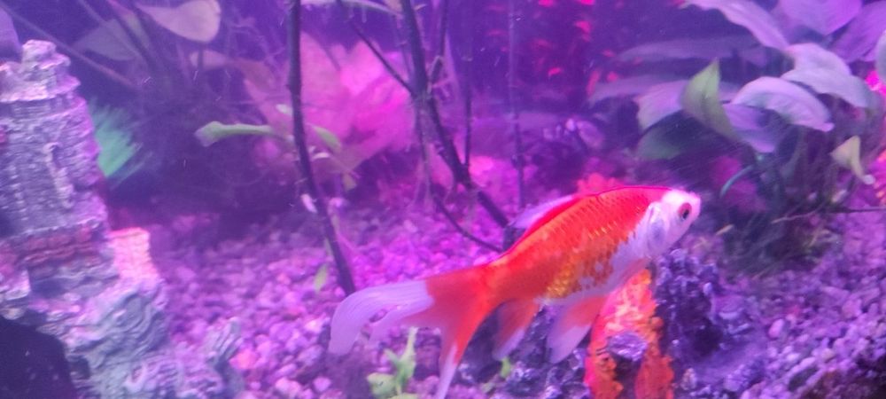 Продам рыбок комет