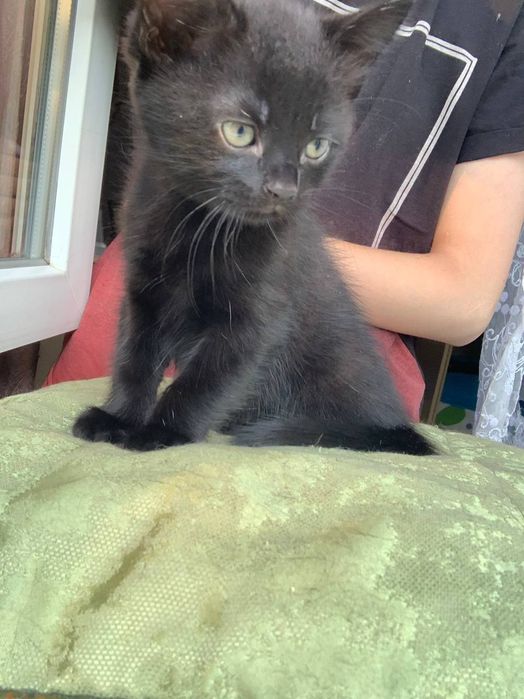 Прилаштовуються кошенята в добрі ручки