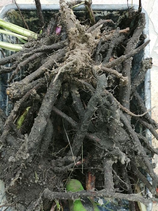 Maść żywokost 40 ml