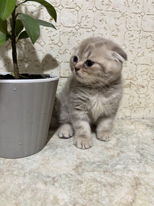 Шотландський хлопчик скотіш-фолд