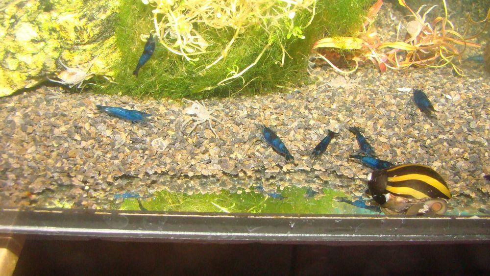 Krewetka blue velvet niebieska