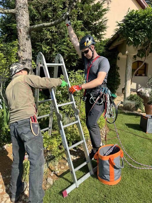Обрізка, догляд та видалення аварійних дерев