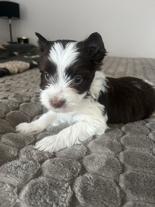 Biro Yorkshire Terrier