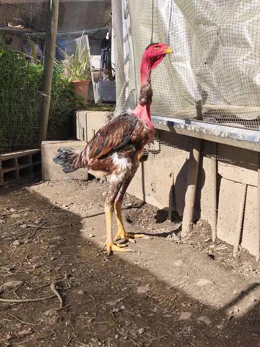 Ovos e Pintos Polaco Gigante