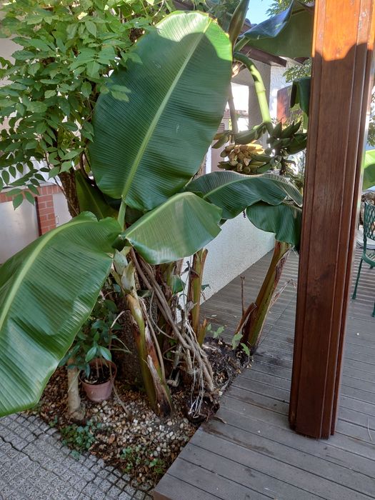 Bananeiras Bananas Fruto (3 = 40,00 EUROS)