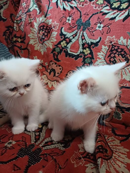 Котенята Екзоти.