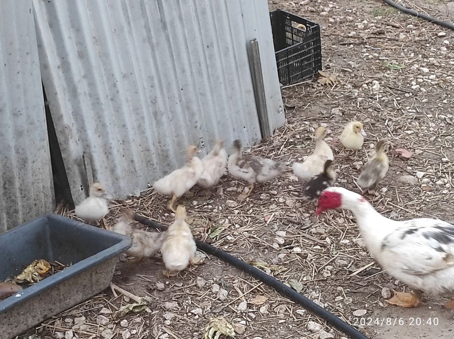 Patos mudos de raça grande