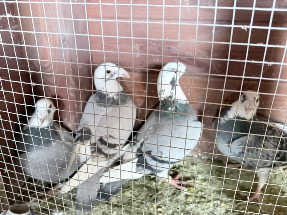 Gołębie Staropolskie