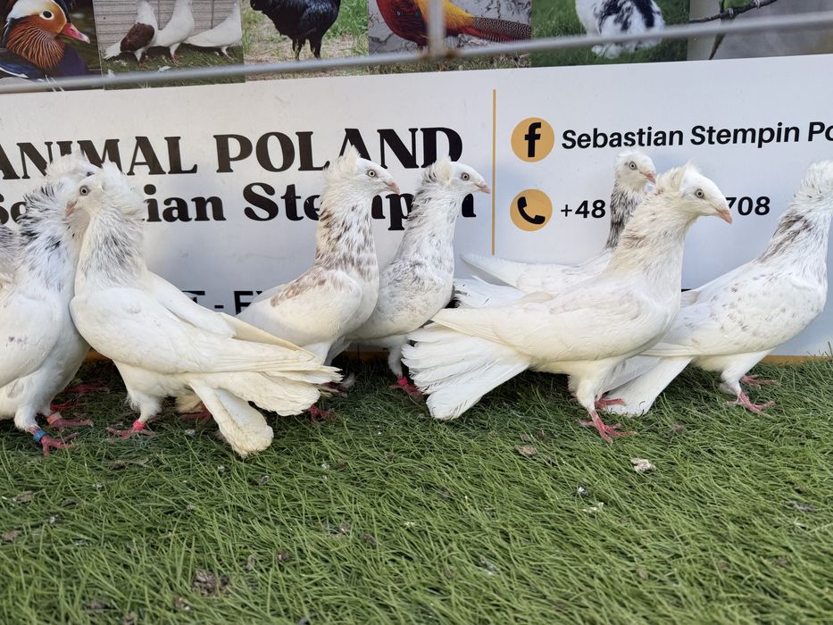 Gołębie. Gdańskie. Gdański. Możliwy transport