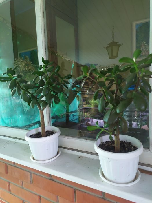 Денежное дерево.